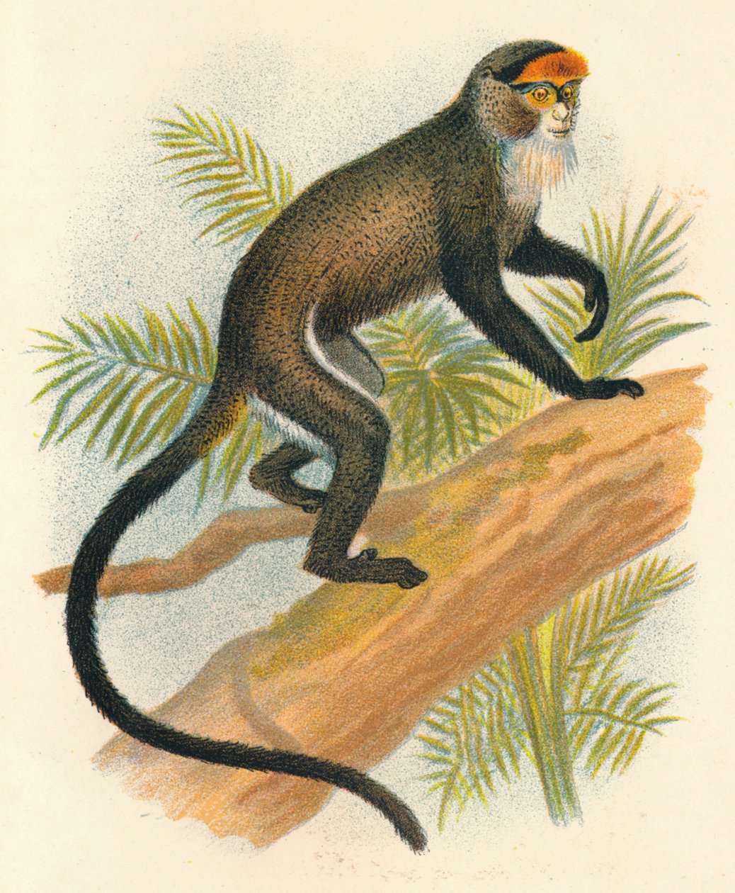 De Brazzas Guenon, 1897 - Henry Ogg Forbes