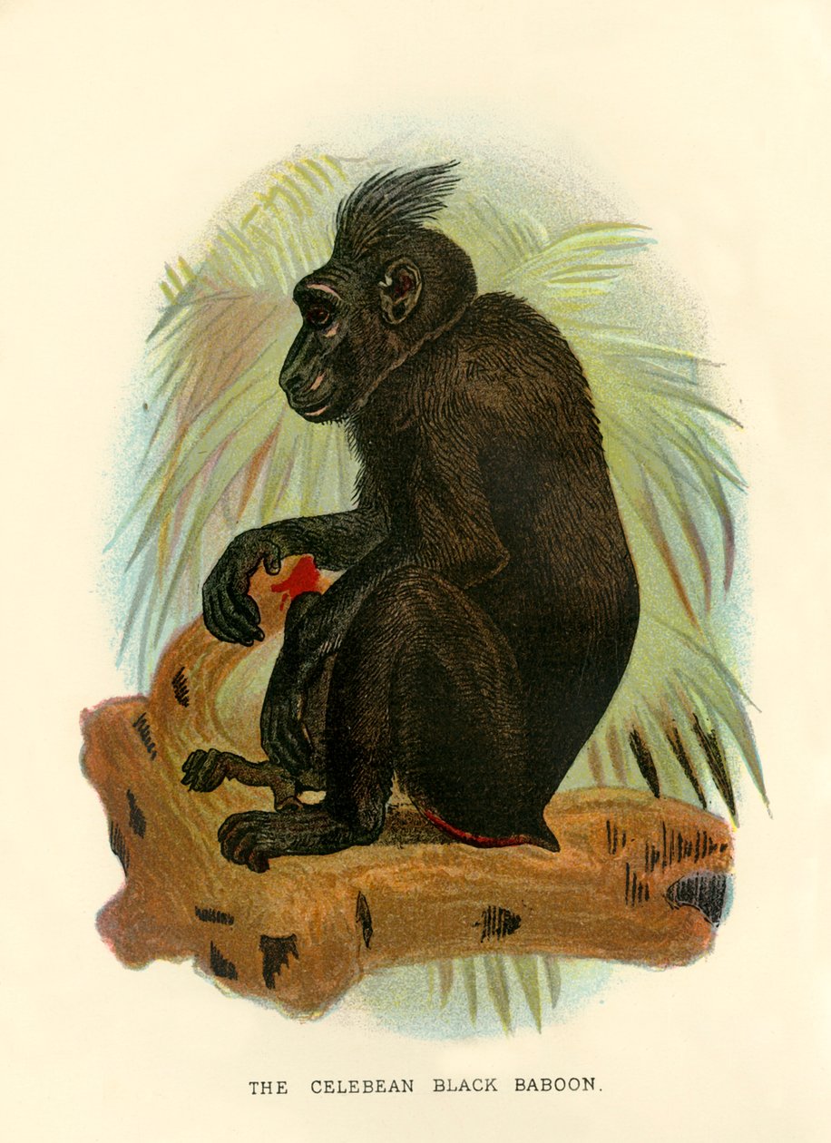 Le babouin noir de Celebes, 1896 - Henry Ogg Forbes