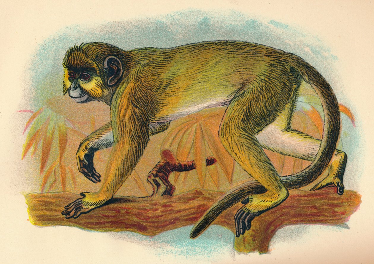 Le Talapoin - Henry Ogg Forbes