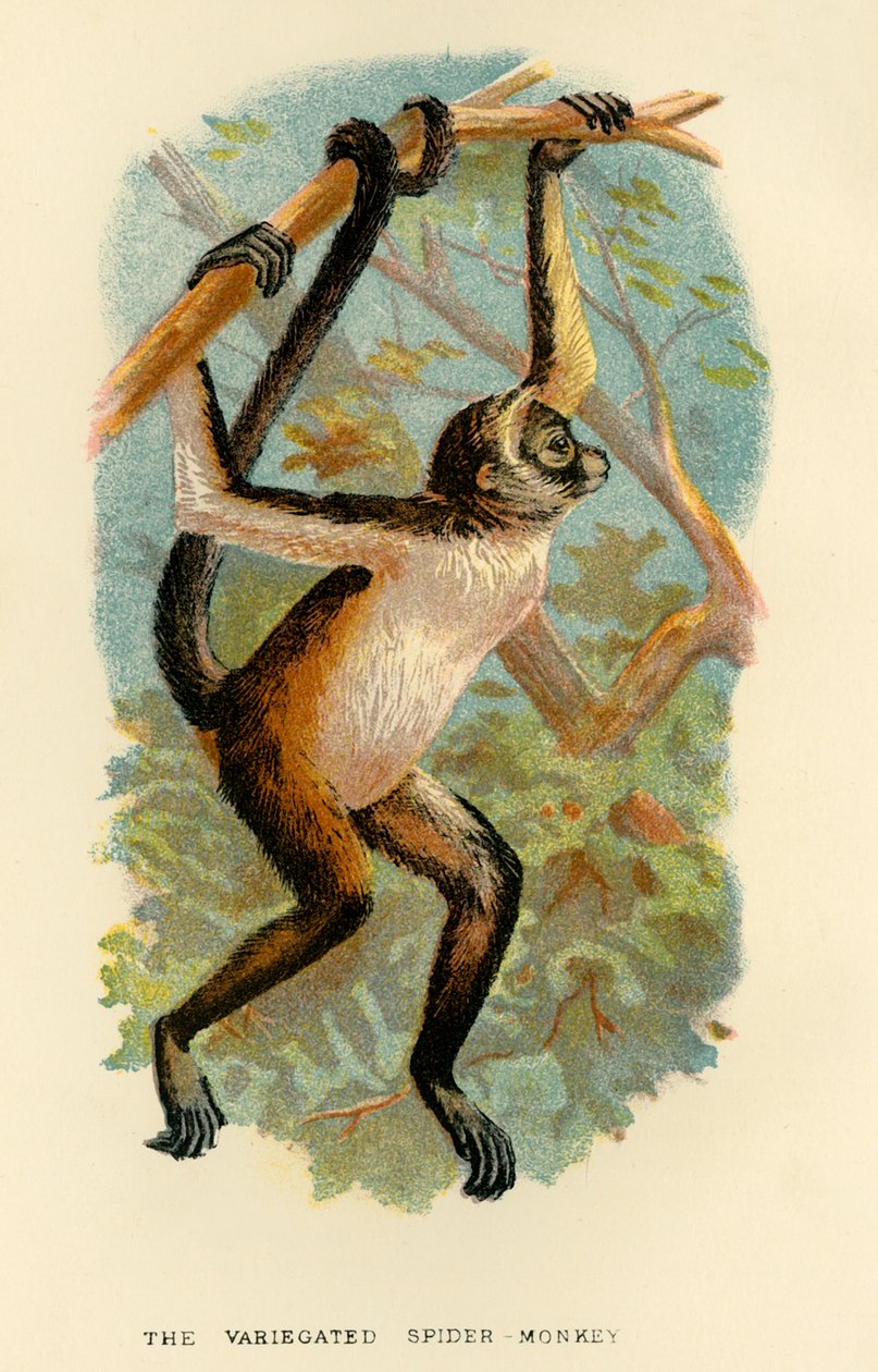 Le Singe-araignée varié, 1896 - Henry Ogg Forbes