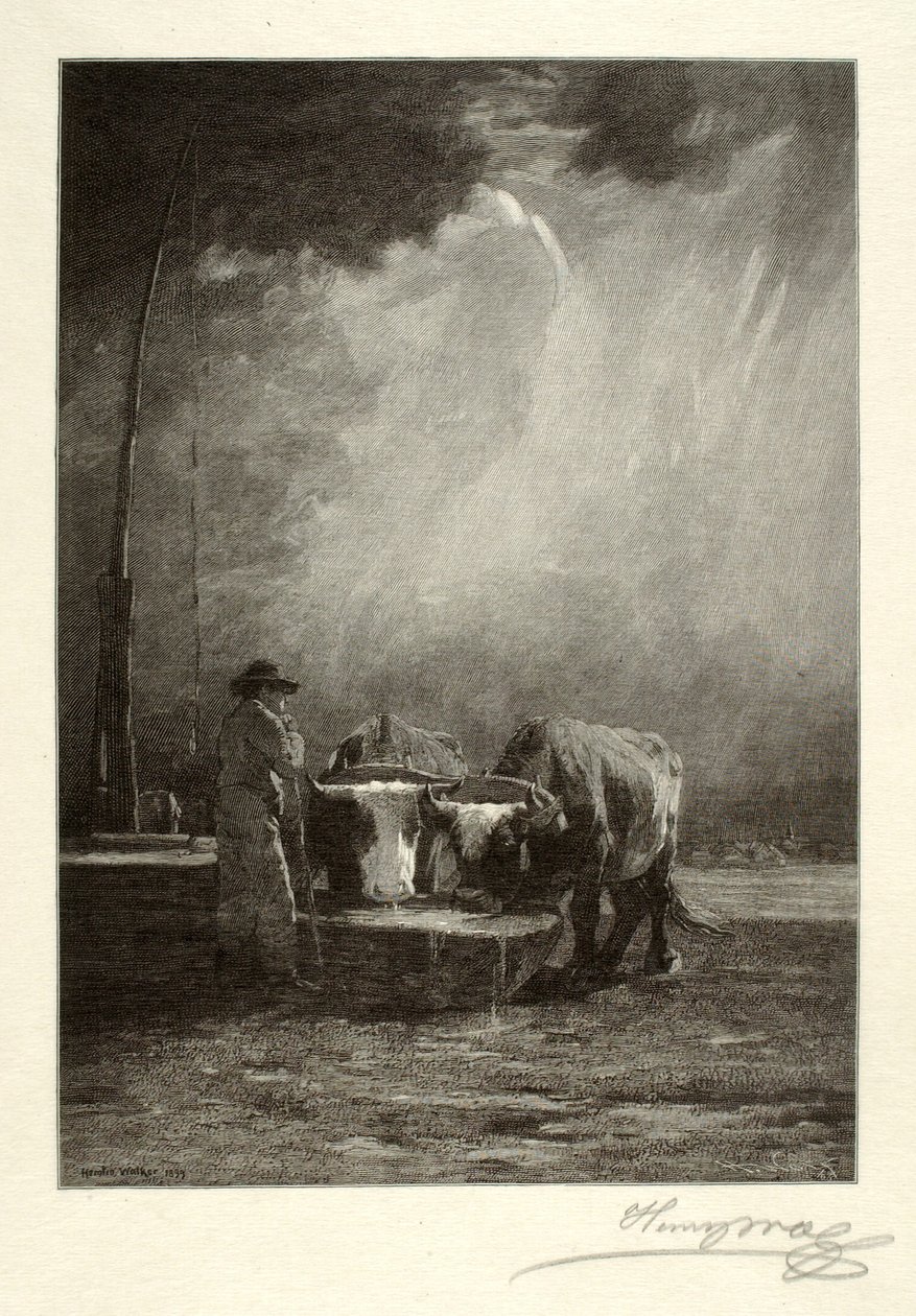 Oxen Drinking - Henry Wolf