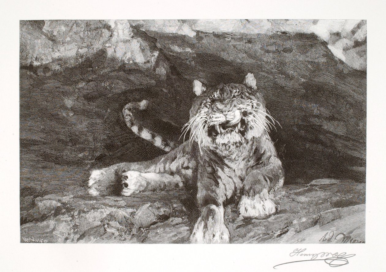 Tigre - Henry Wolf