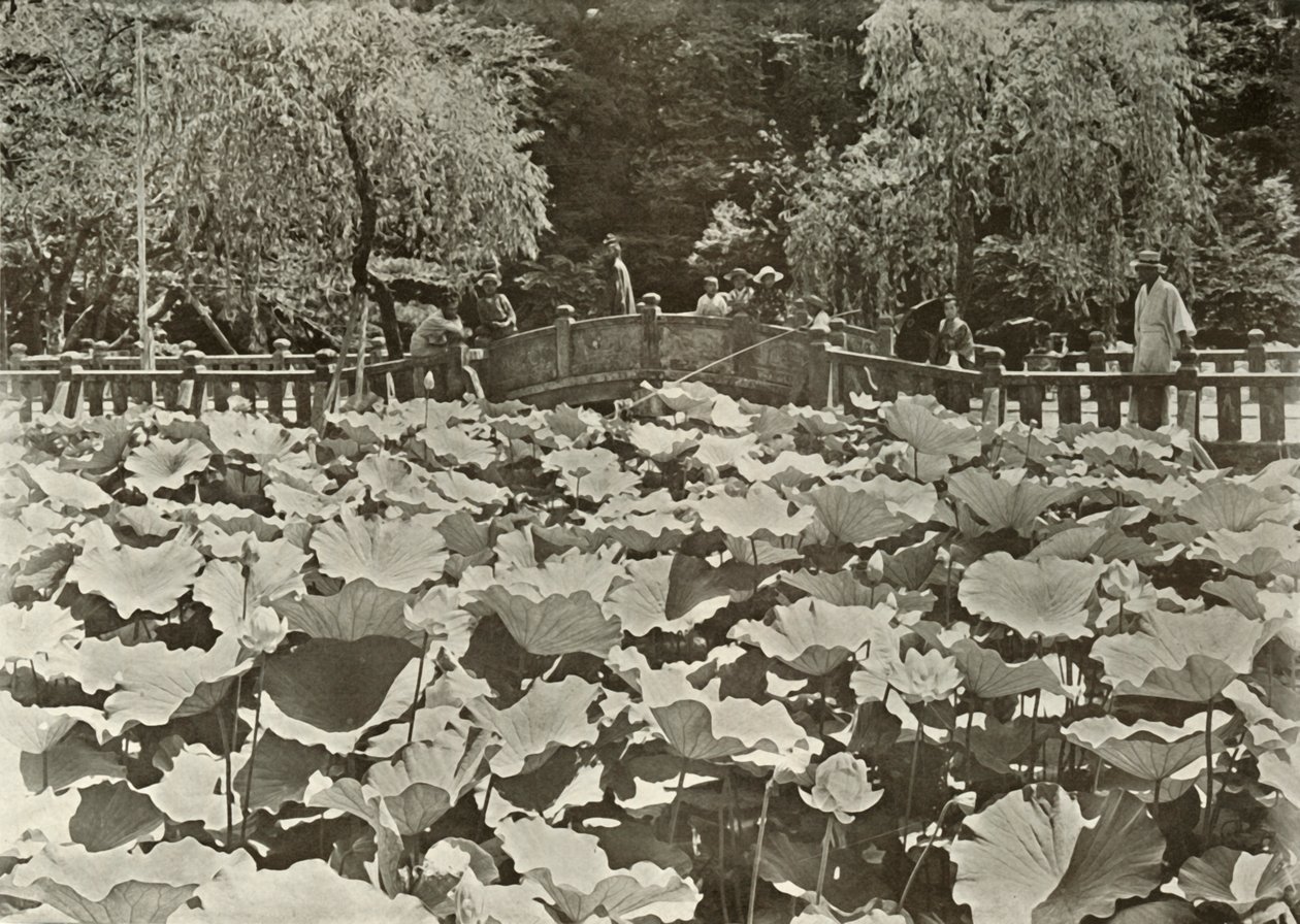 Un étang de lotus, 1910 - Herbert Ponting