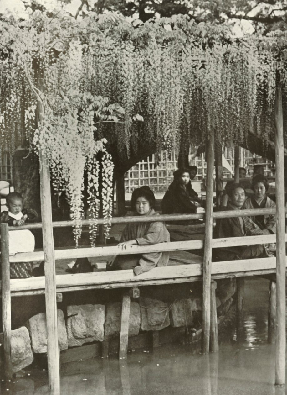 Une tonnelle de glycine à Kameido, 1910 - Herbert Ponting