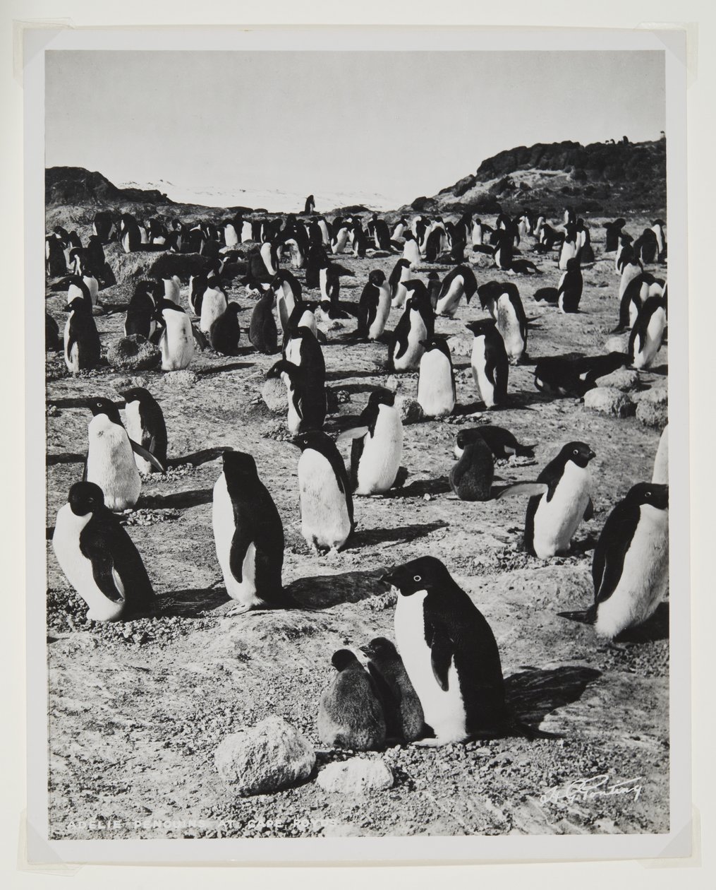 Manchots Adélie au cap Royds - Herbert Ponting