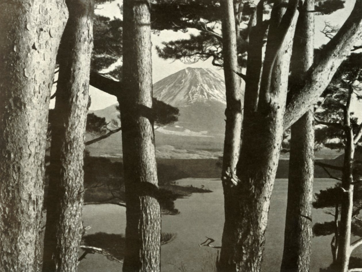 Fuji et les pins, 1910 - Herbert Ponting
