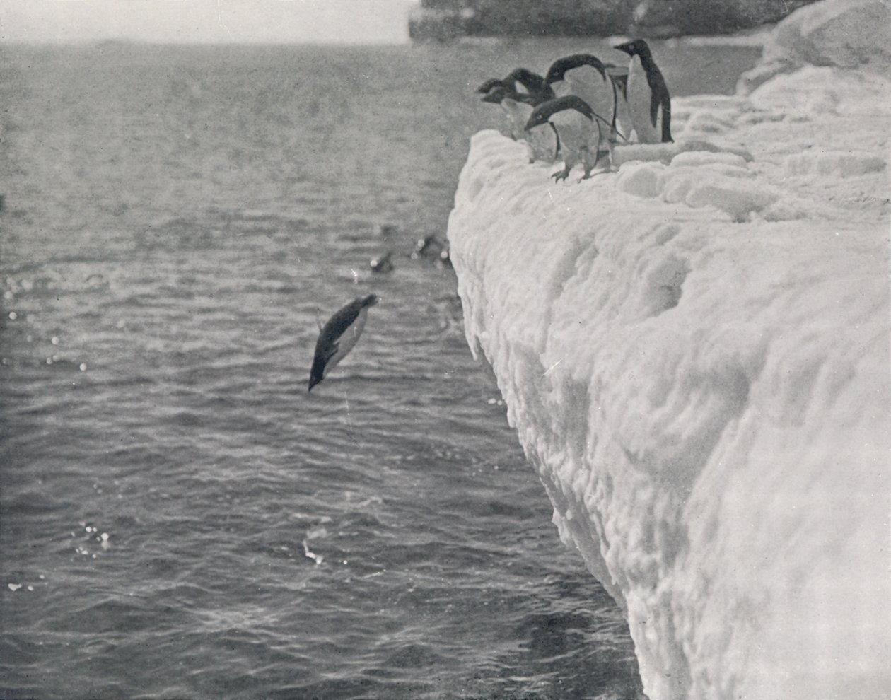 Pingouins plongeant, vers 1911, 1913 - Herbert Ponting