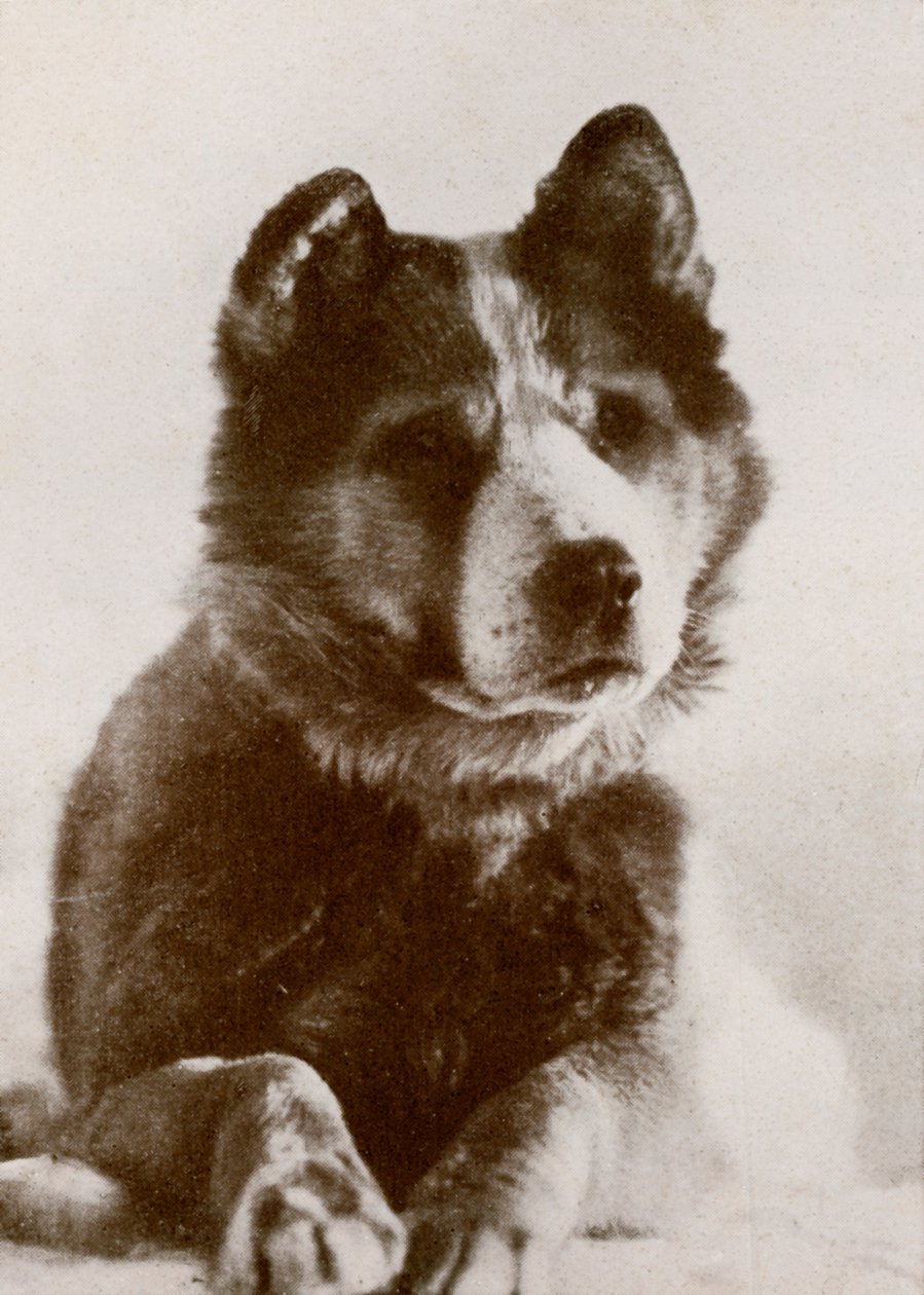 Vaida, vers 1910-1913, 1913 - Herbert Ponting