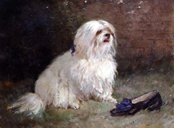 Un Terrier maltais - Heywood Hardy
