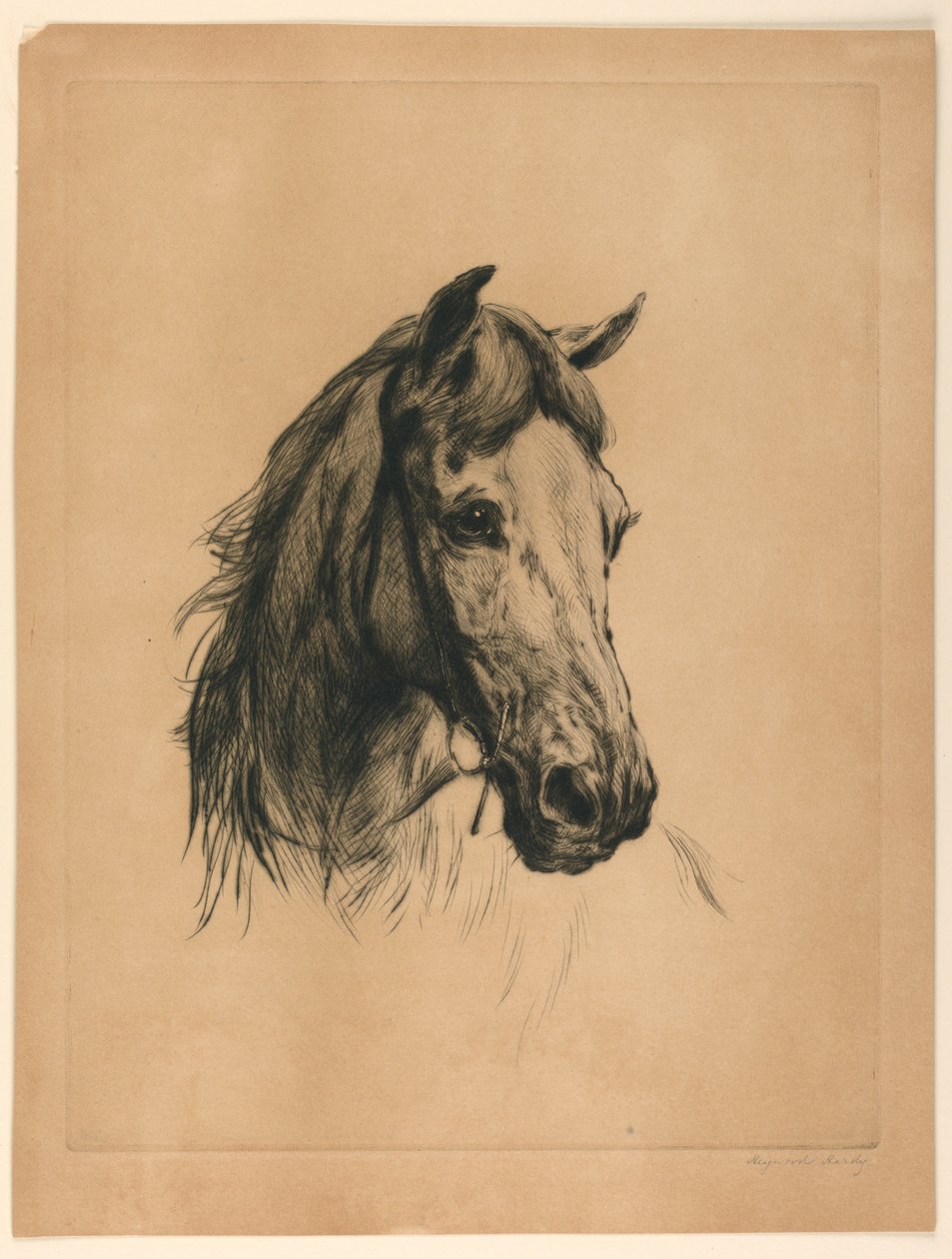 Tête de cheval - Heywood Hardy