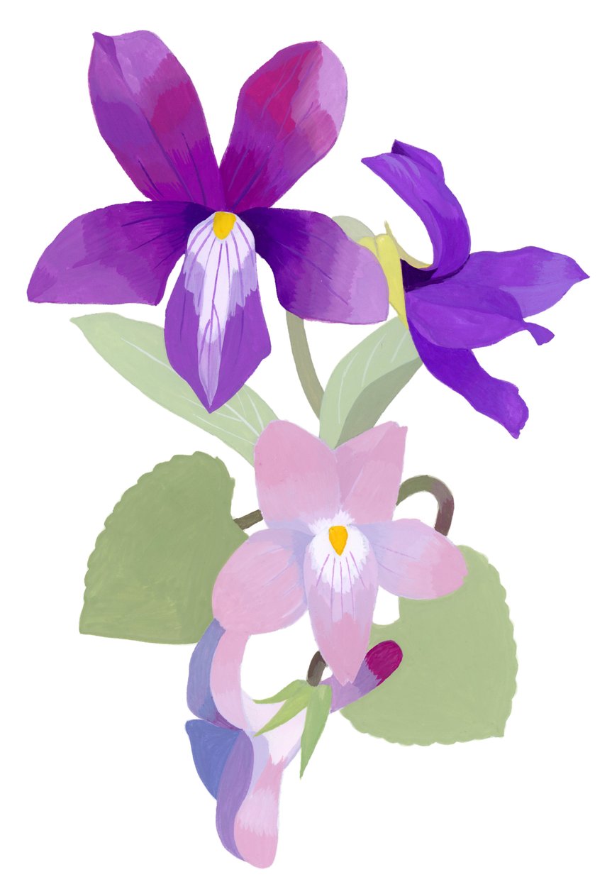 Viola mandshurica - Hiroyuki Izutsu