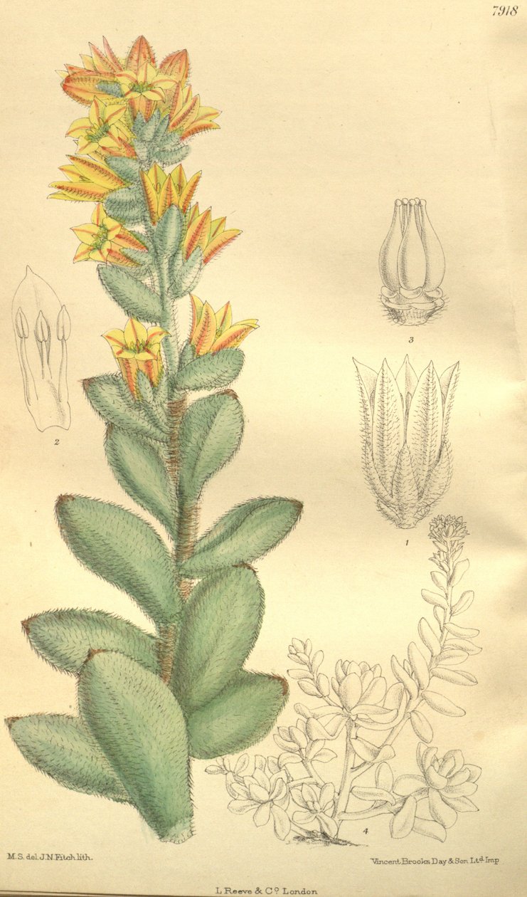 Echeveria pulvinata, comme Cotyledon pulvinata - Hooker f.