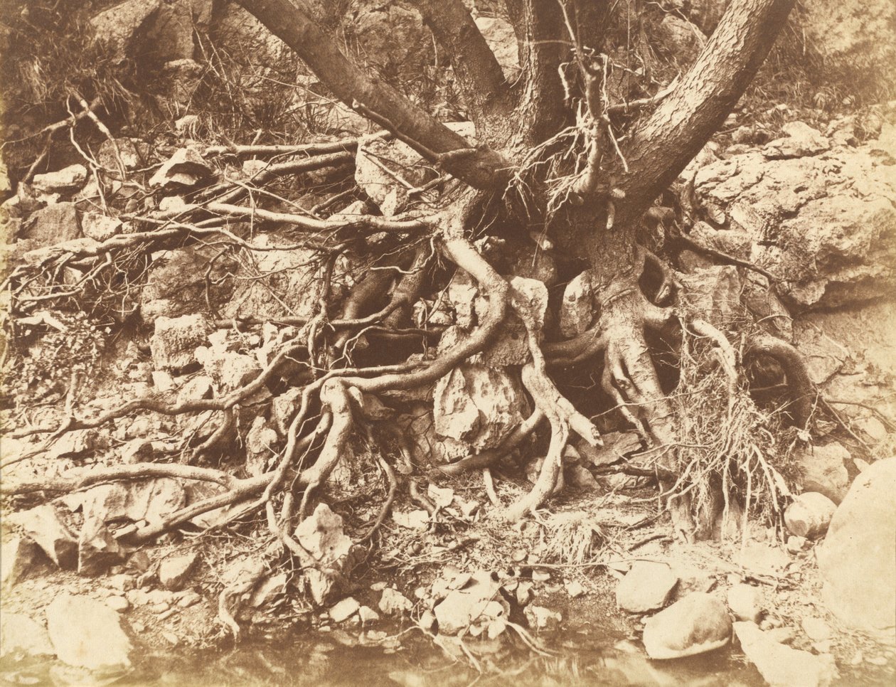 Arbre avec enchevêtrement de racines, 1853 - Hugh Owen