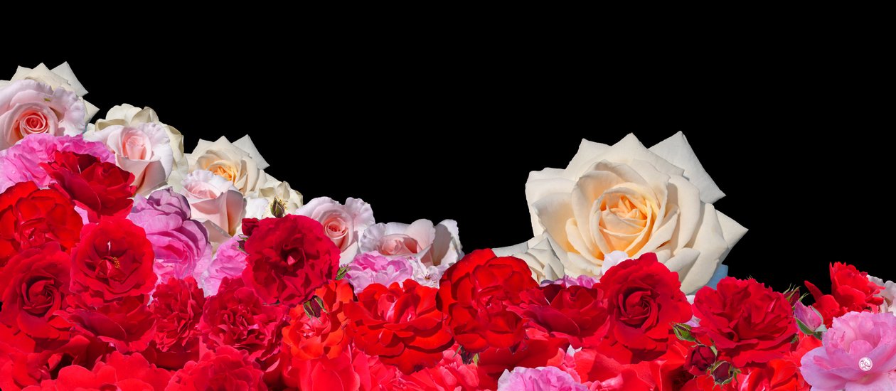 Rêve de rose 2 - Hugo Nefe