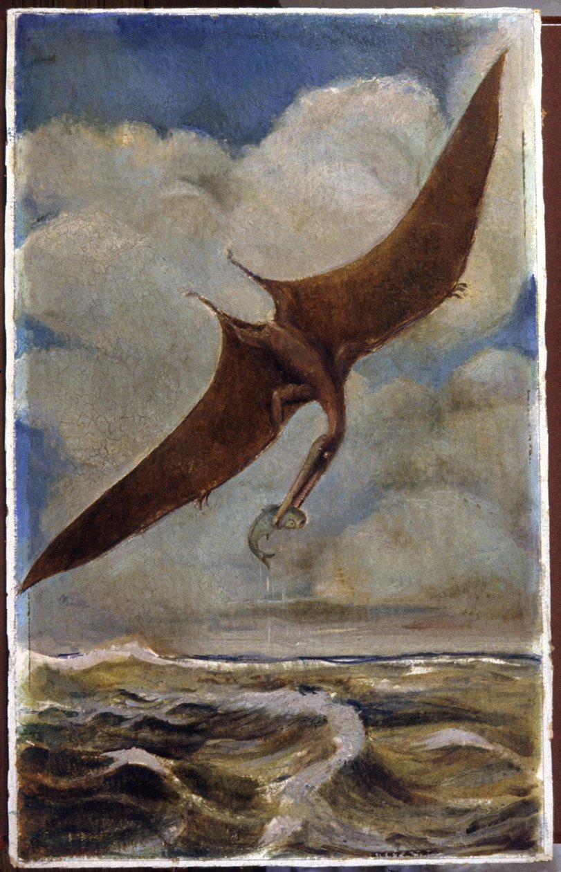 Un ptérodactyle. vers 1880 (gouache) - Hungarian School