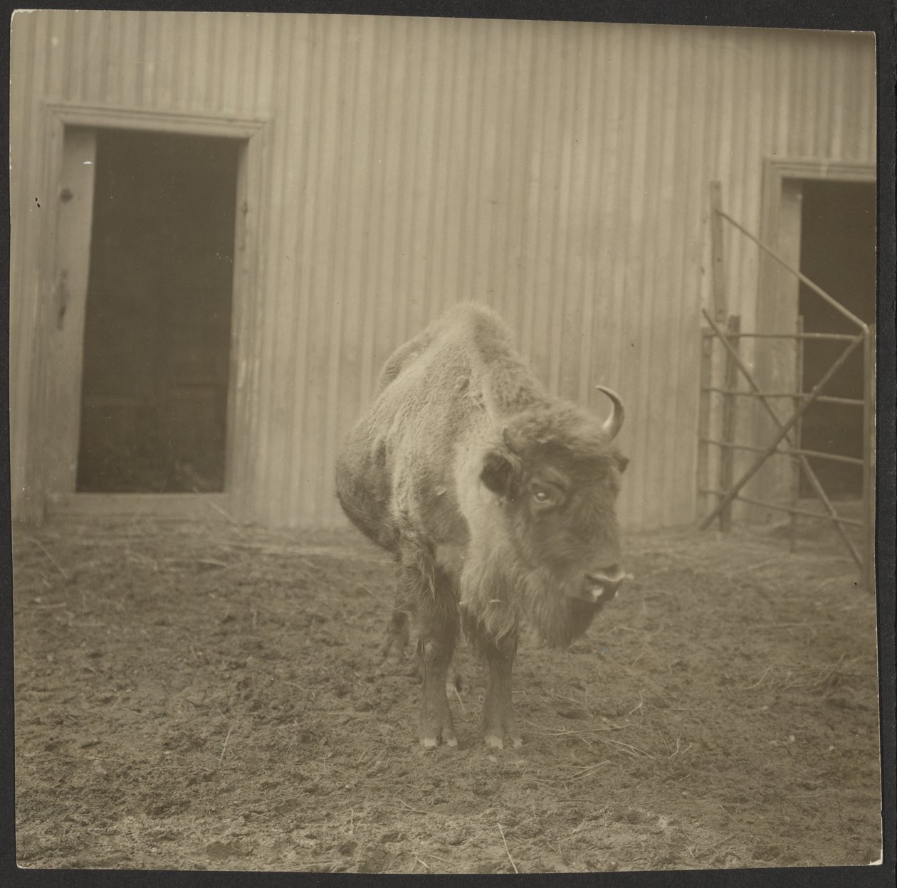 Bison - Iakob Vladimirovich Shteinberg