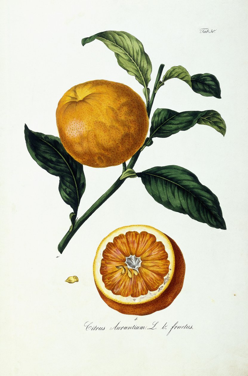 Fruit d