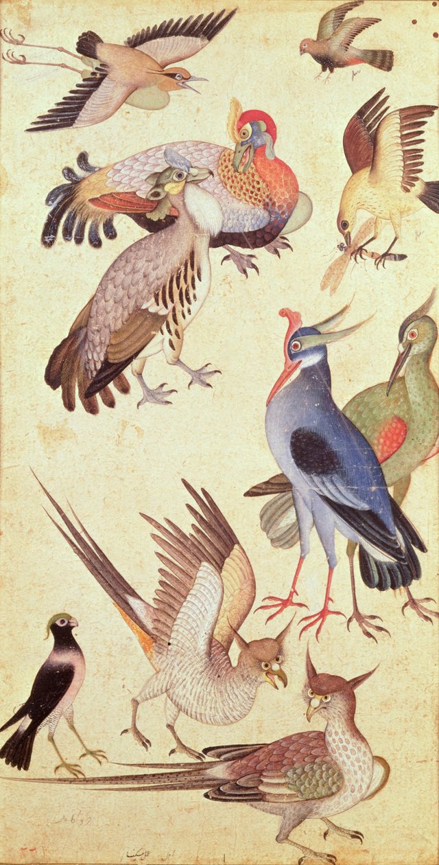 Dix oiseaux - Indian School