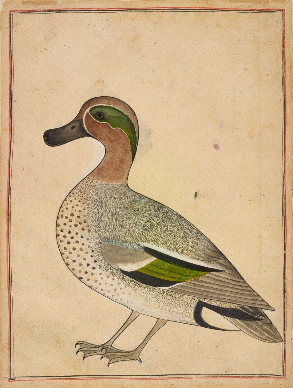 Un Sarcelle à ailes vertes, c.1730 - Indian School
