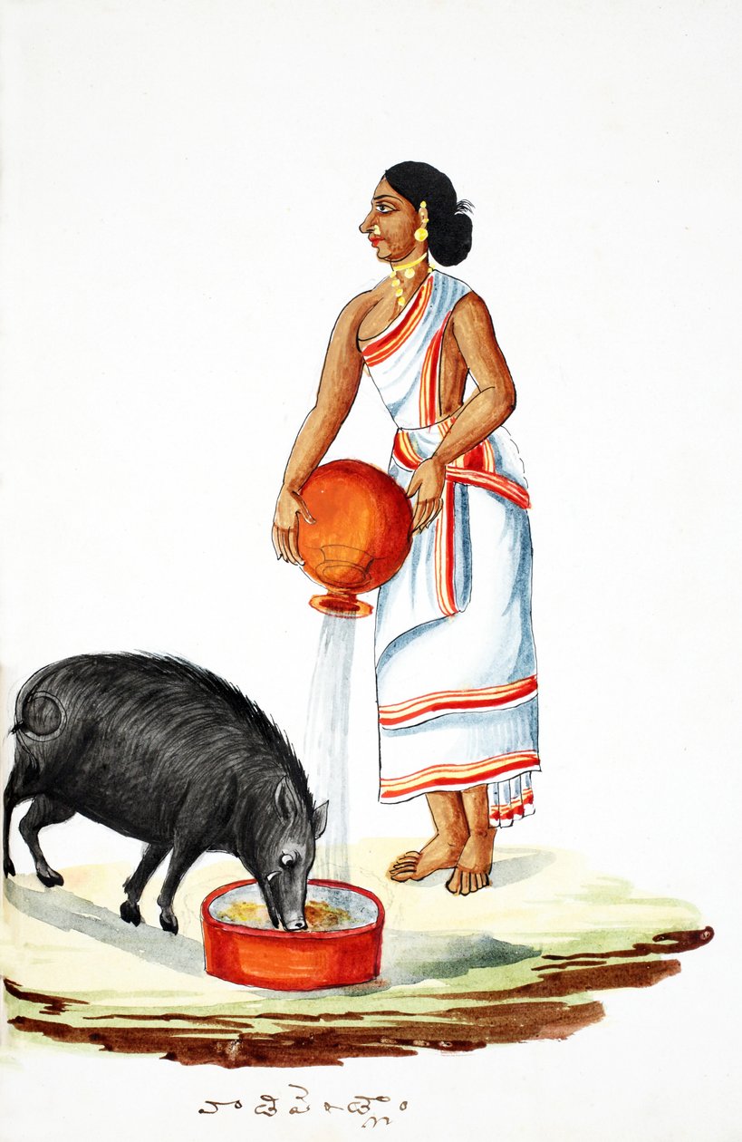 Nourrir un cochon sauvage - Indian School