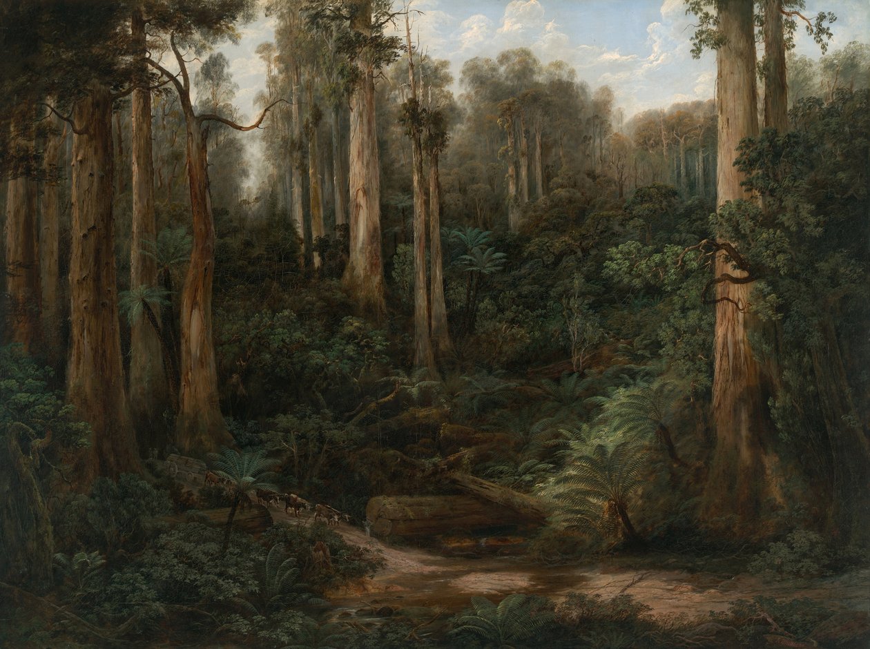Un ravin de sassafras, Gippsland - Isaac Whitehead