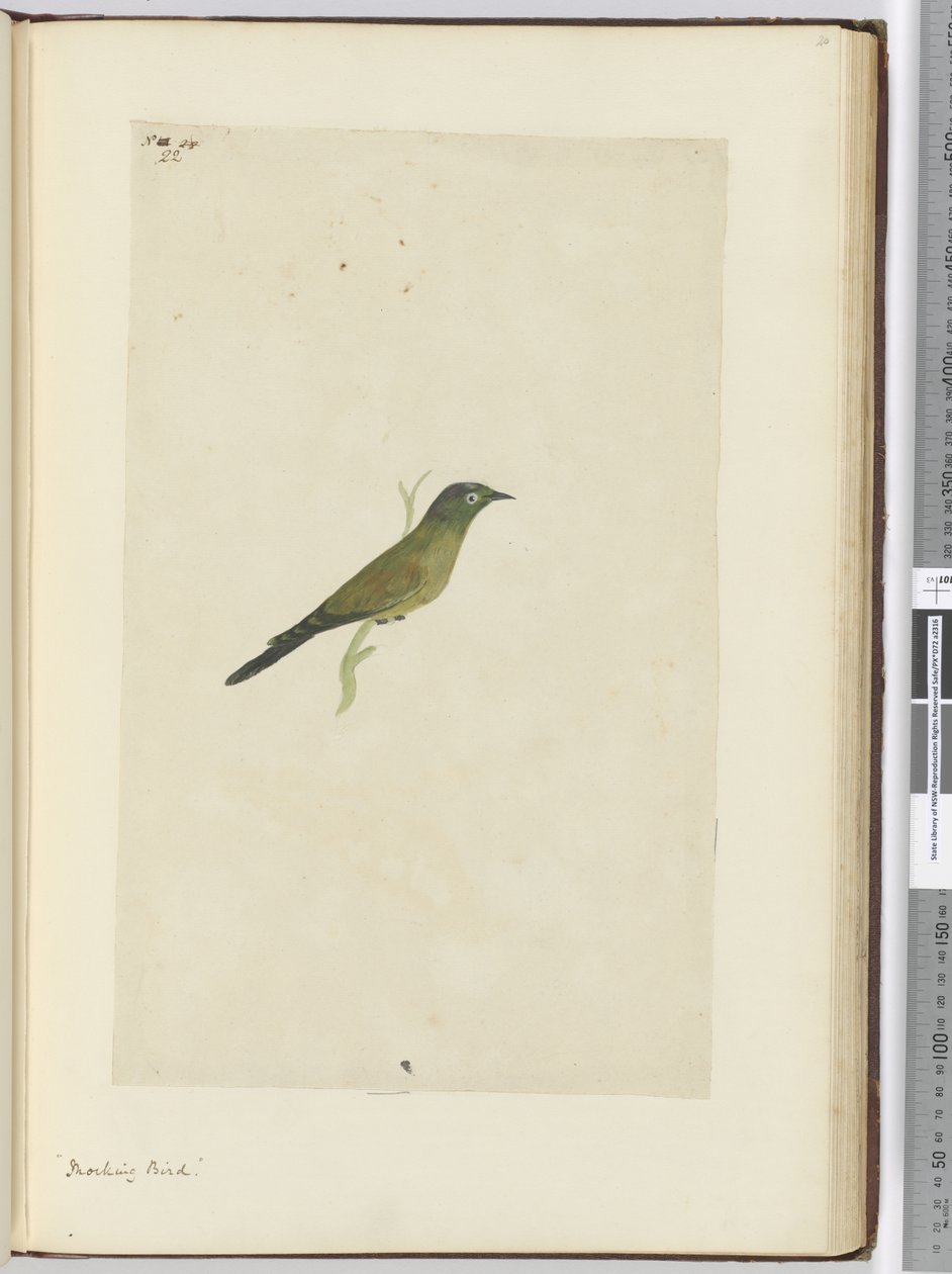 F.22 Oiseau moqueur, 1772-75 - Isaac Smith