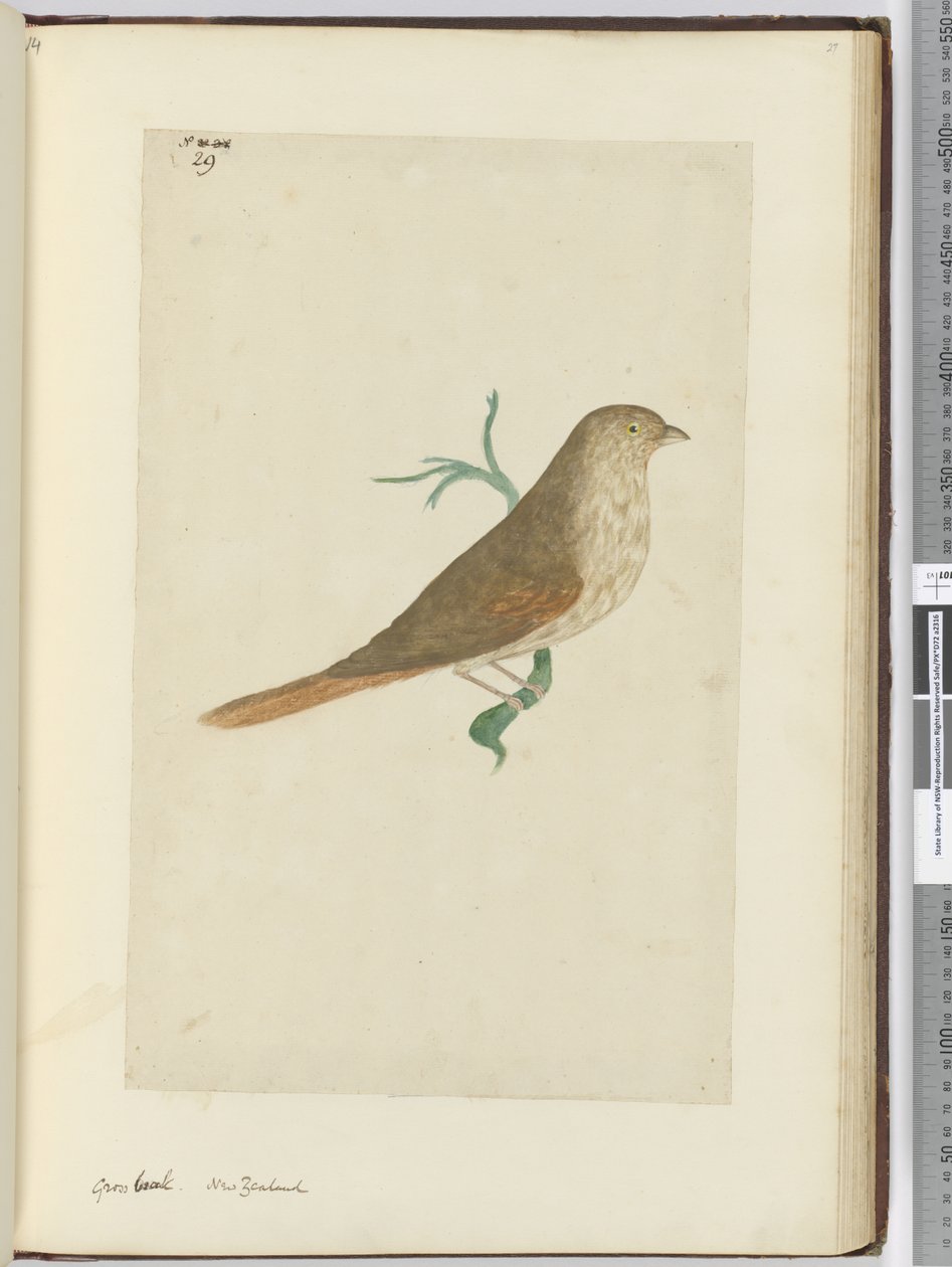 Gros-bec. Nouvelle-Zélande, 1772-75 - Isaac Smith