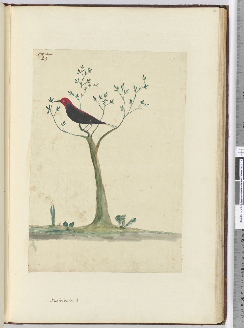 f.24 Nouvelles-Hébrides ?, 1772-75 - Isaac Smith