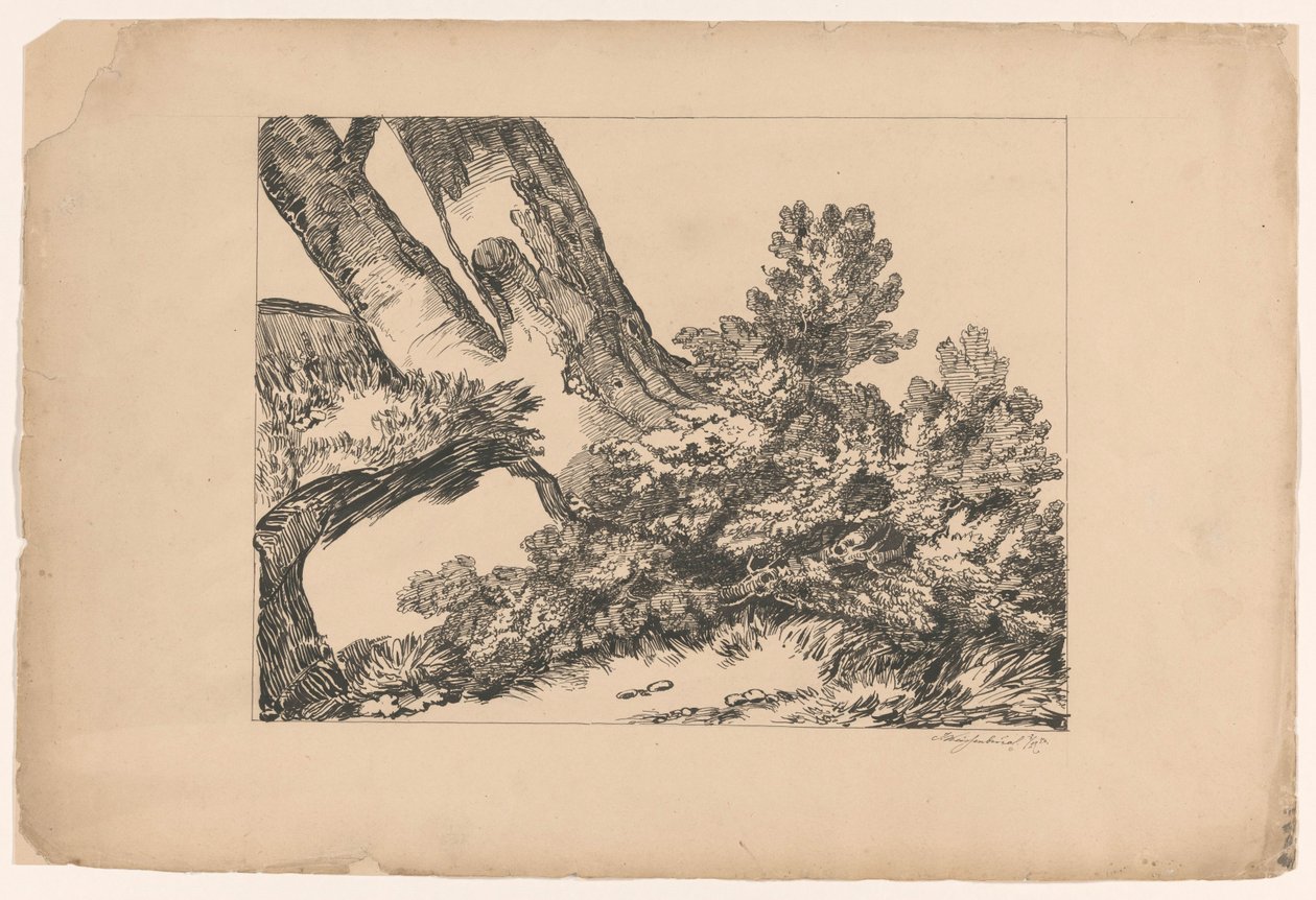 Végétation sous un arbre - Isaac Weissenbruch