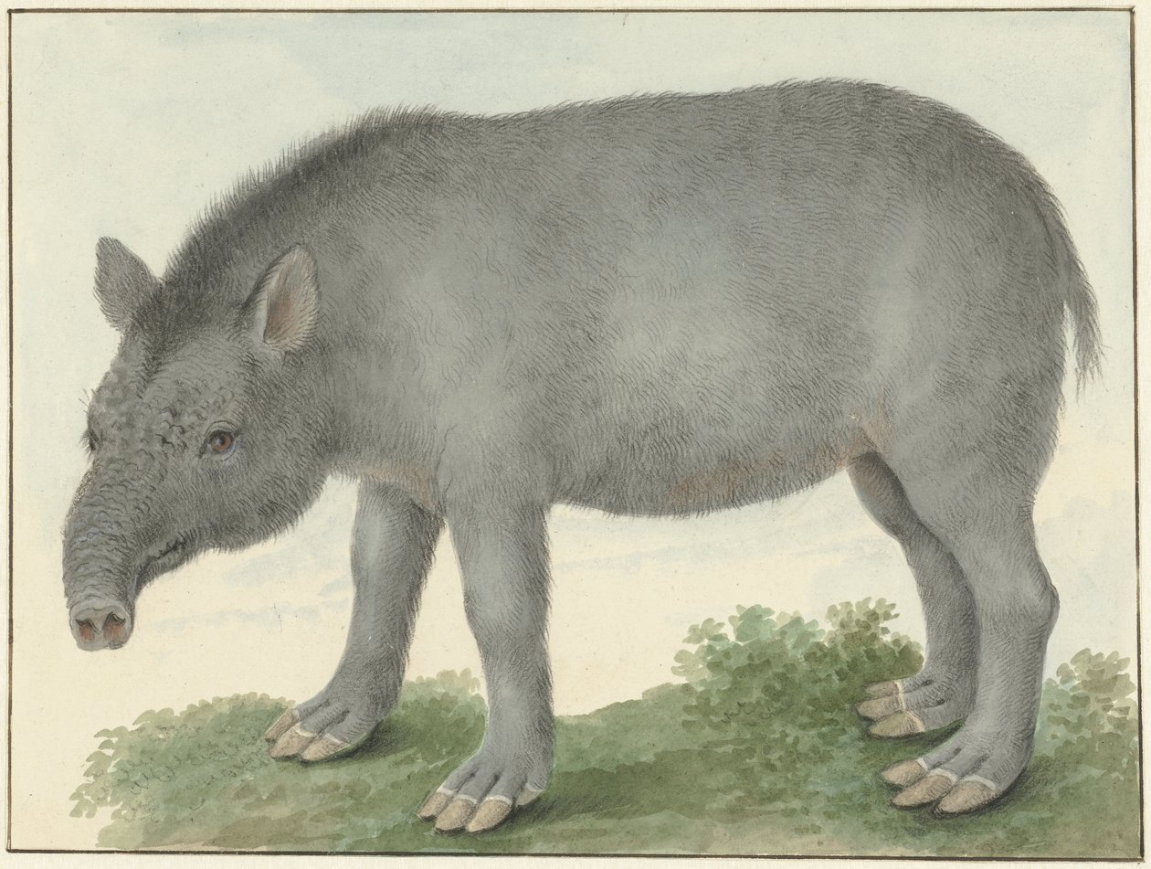 Tapir - Isaac van Haastert