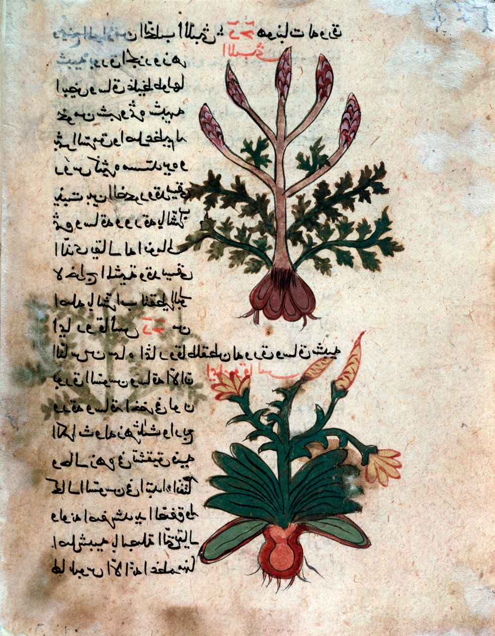 Page d