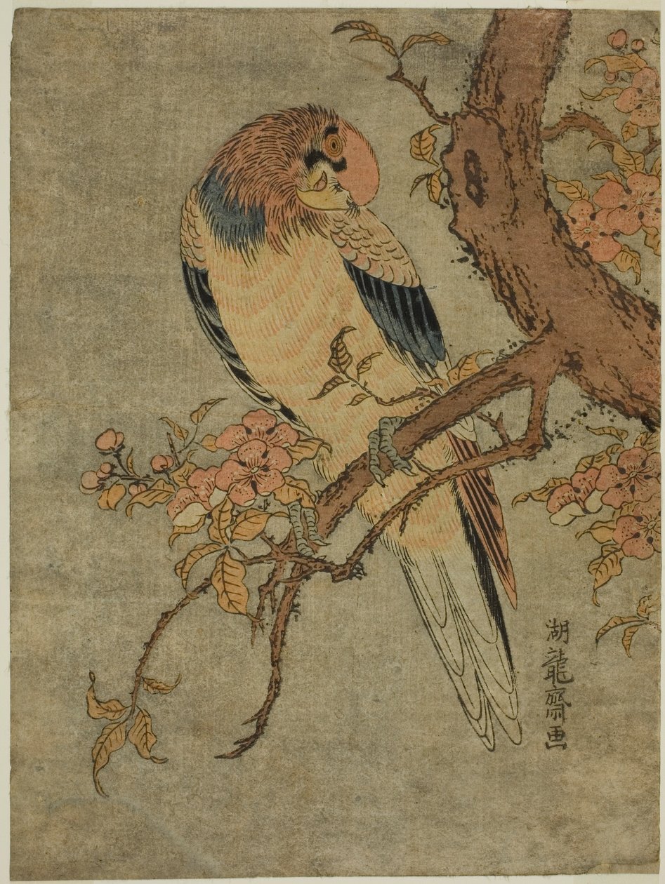 Perroquet sur un cognassier - Isoda Koryusai