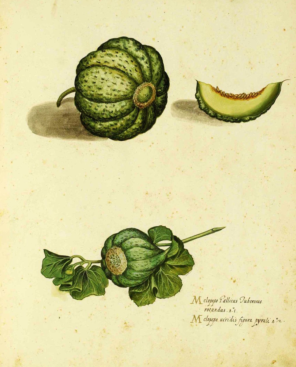 Courge Héritage par Ulisse Aldrovandi (1522 – 1605) planche publiée dans Piante Fiori Frutti - Italian School