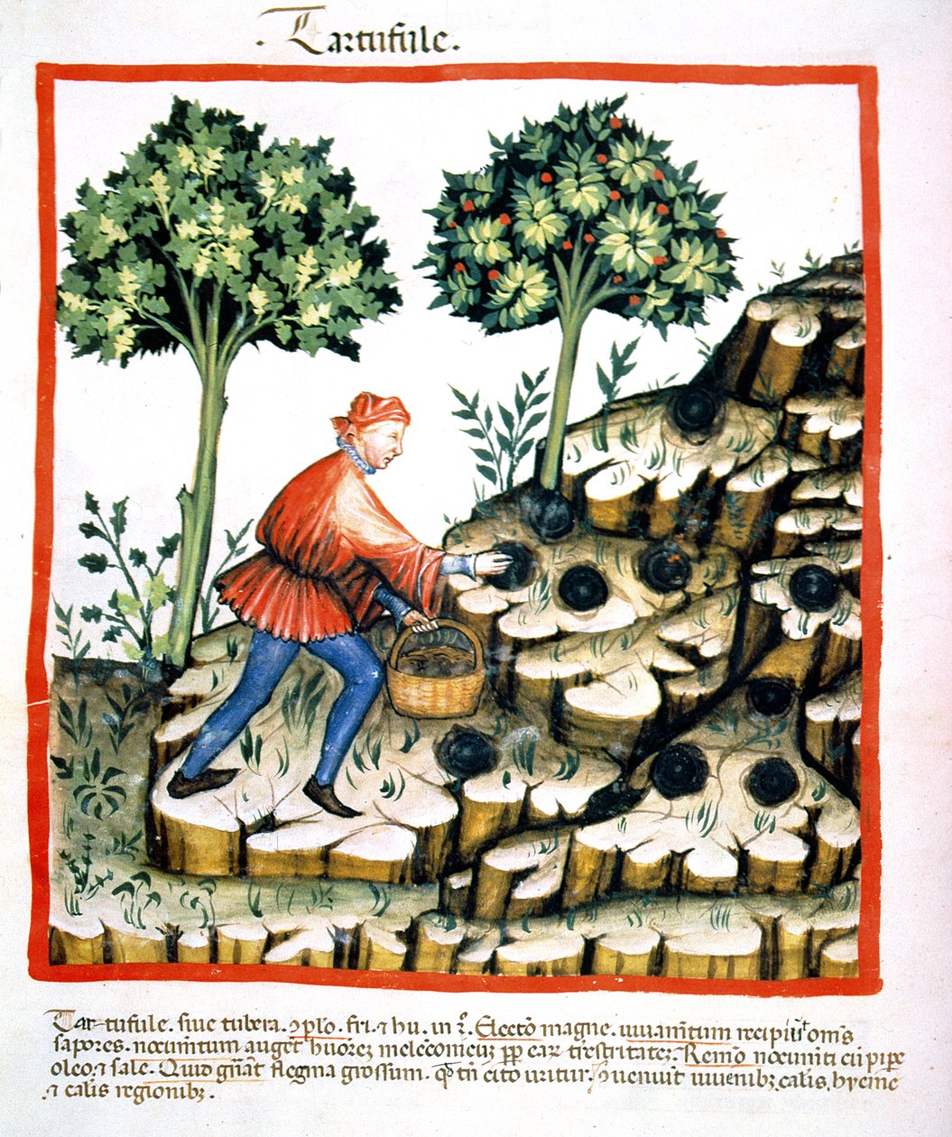 Nova 2644 f.28v Récolte de truffes, du Tacuinum Sanitatis Codex Vindobonensis - Italian School