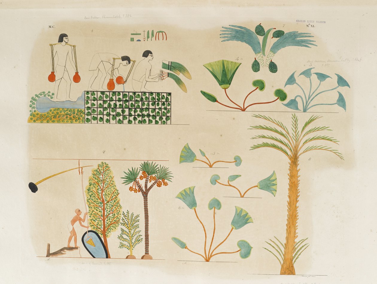 Plantation et arrosage de légumes et divers arbres et plantes - Italian School