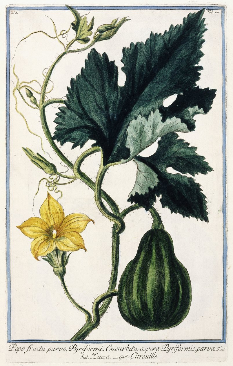 Une citrouille, 1772-1784 - Italian School