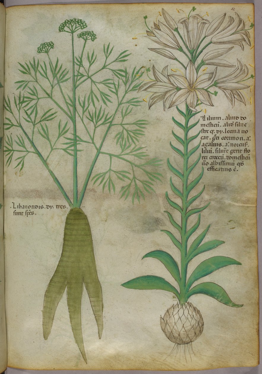Illustration botanique, vers 1440 (encre et couleur sur vélin) - Italian School