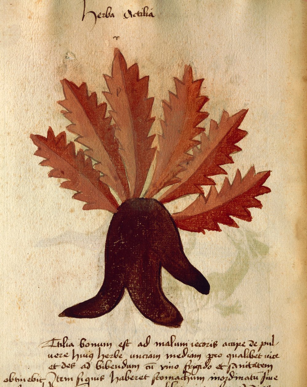 Herba Actila - Italian School