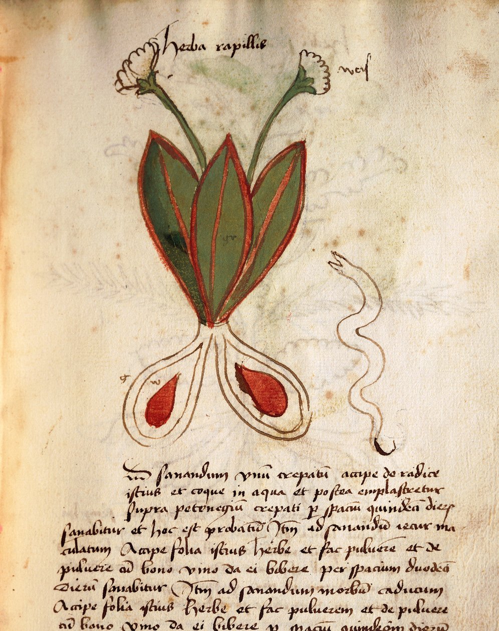 Herba Capillaria - Italian School