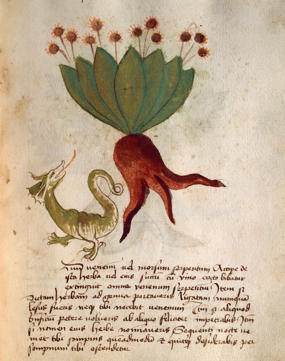 Herba Vermicularia - Italian School