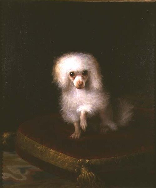 Caniche sur un coussin - Italian School