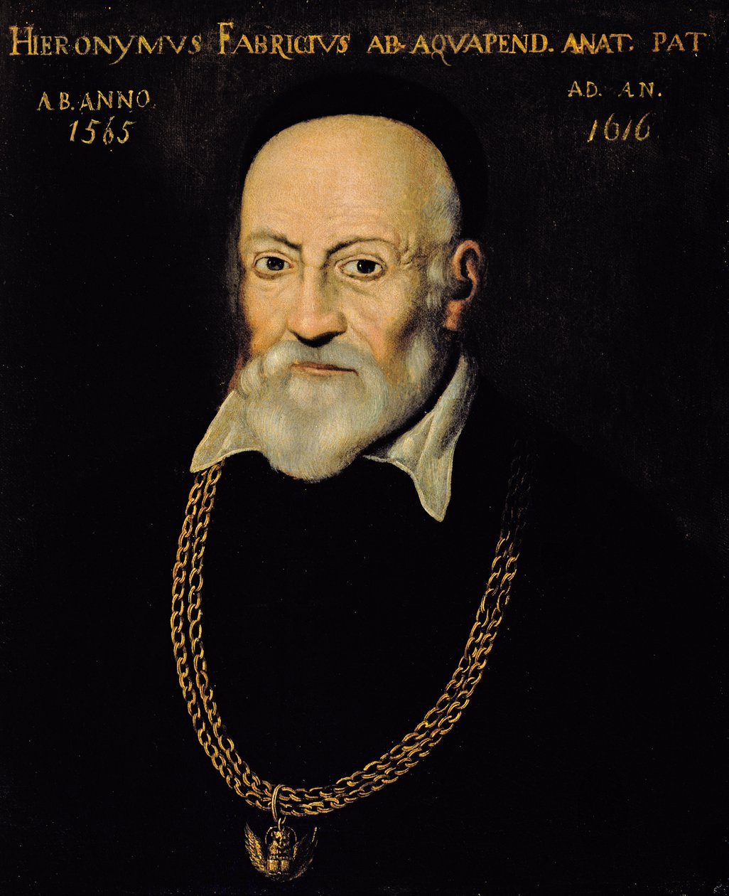 Portrait de Hieronymus Fabricius - Italian School