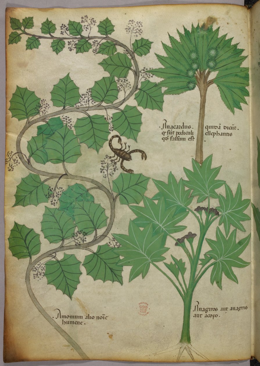 Illustration botanique, c.1440 - Italian School