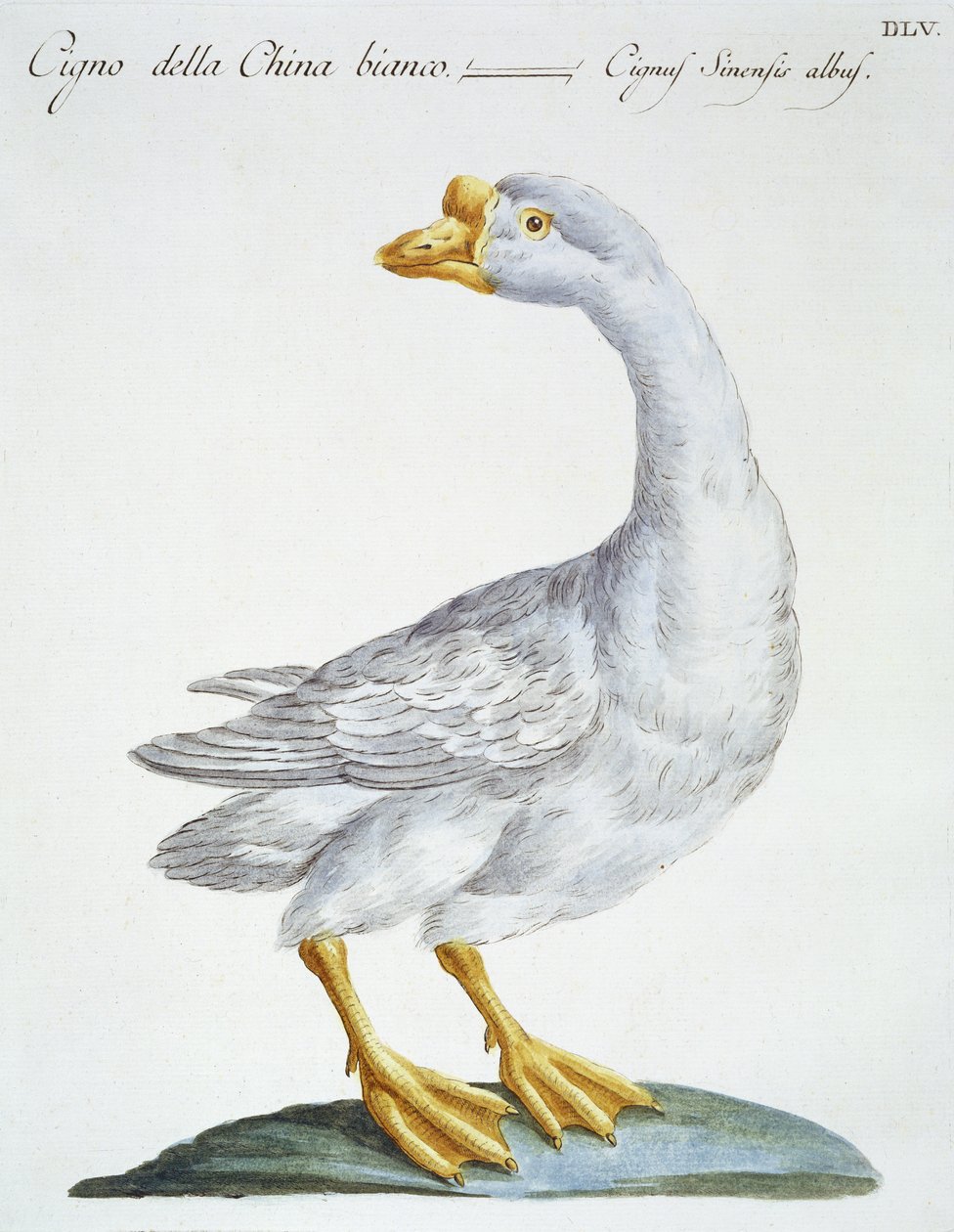 Cygne, vers 1767-76 - Italian School