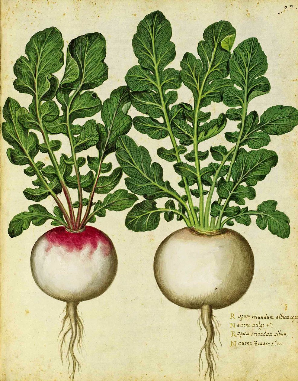 Navet par Ulisse Aldrovandi - Italian School