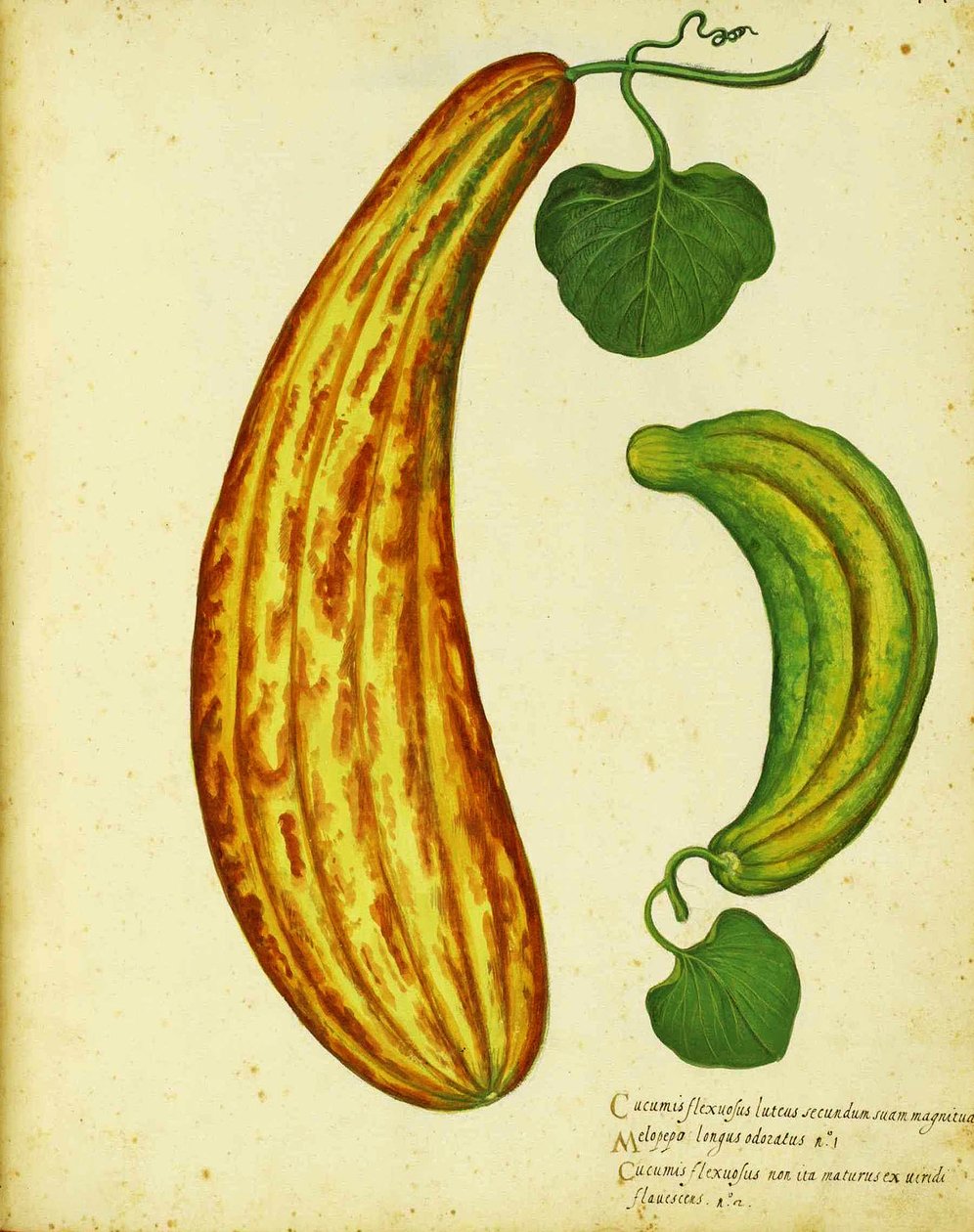 Concombre arménien jaune par Ulisse Aldrovandi - Italian School