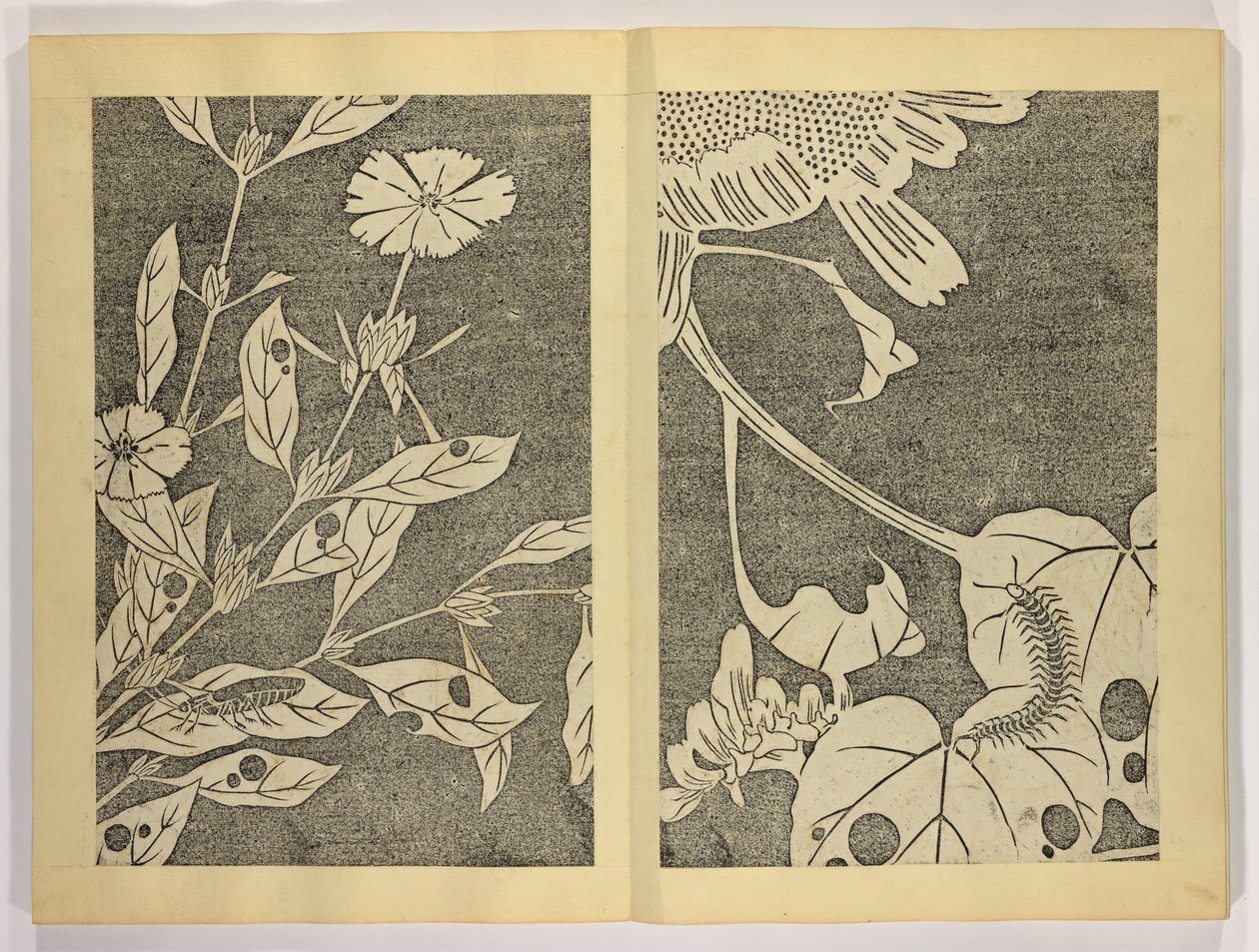 Jakuchô gajô - Ito attr. to Jakuchu