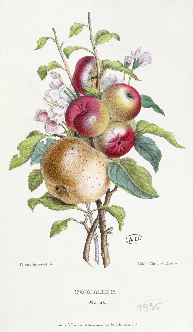Pommier (Malus), vers 1835 - J. B. Pointel du Portail