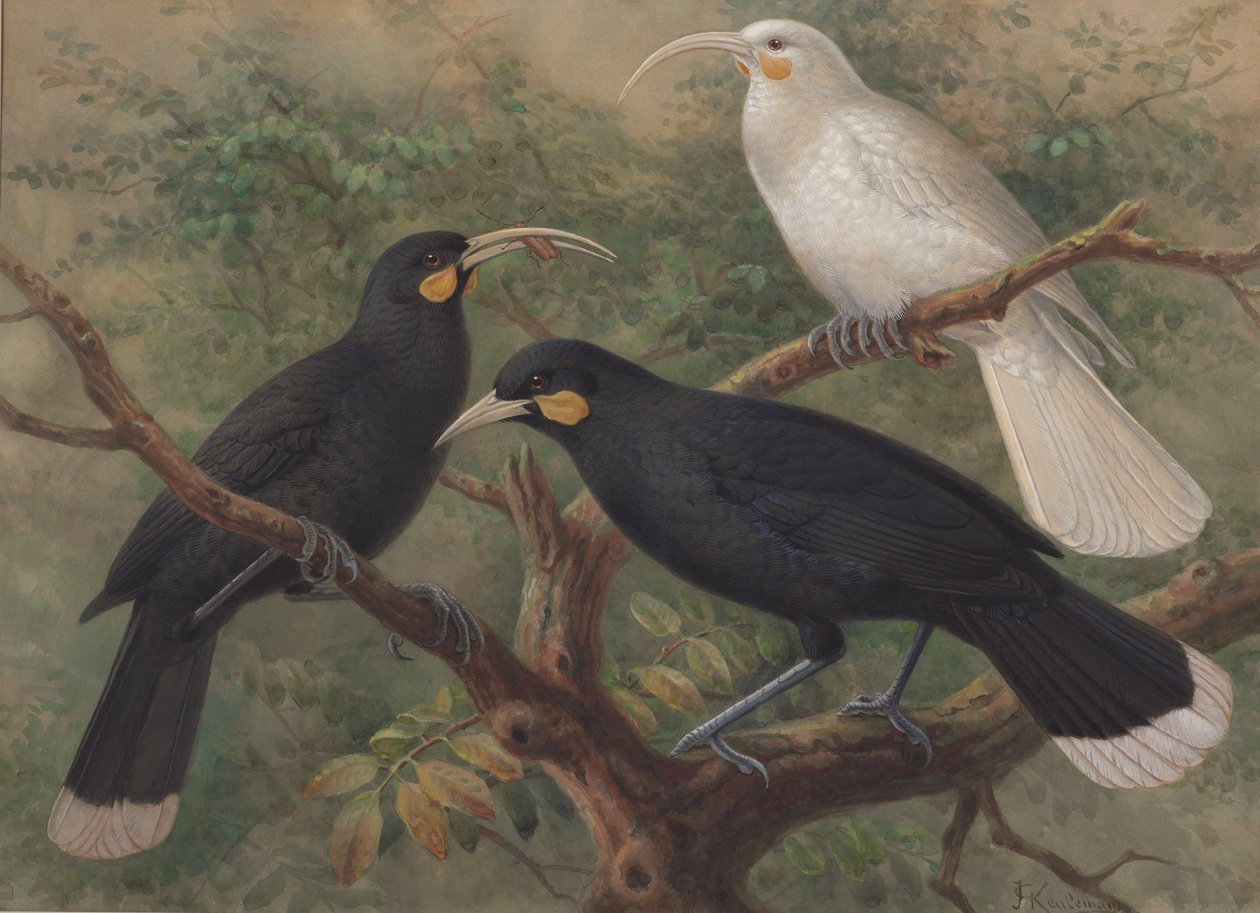 Trois Huia (Heteralocha acutirostris) - J. G. Keulemans