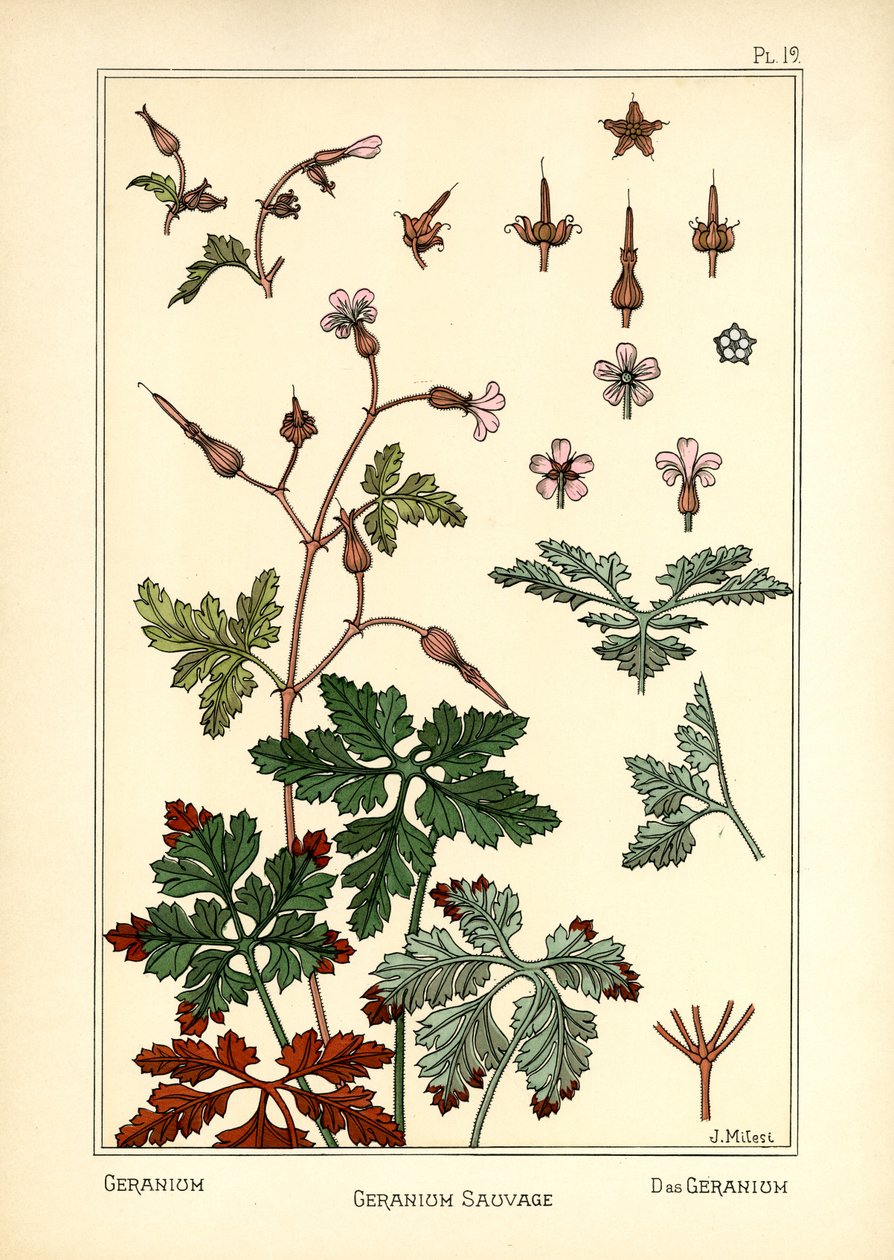 Le Géranium - J. Milesi